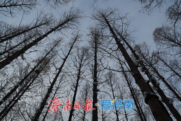 初雪勾勒“冰雪秘境” 泉城公园变身冬日热门打卡地