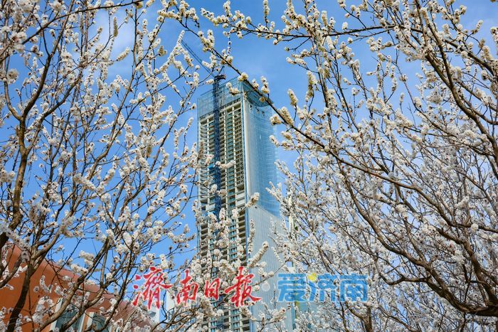 晴暖三月，杏韵满街