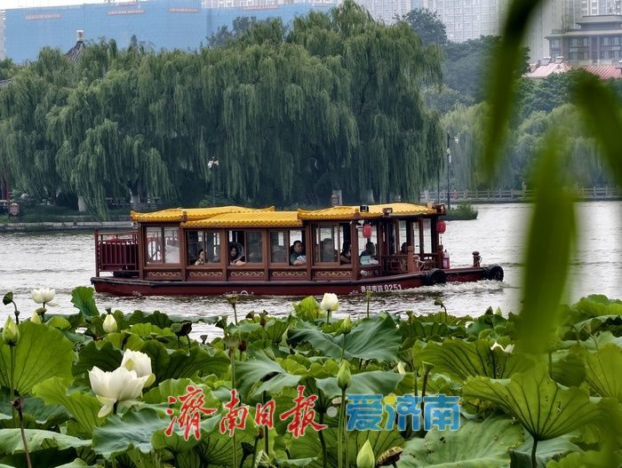 一年四季 泉在济南丨荷风送香醉游人 大明湖赏荷热度持续走高