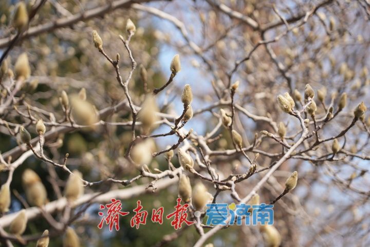 白雪楼前玉兰花含苞待放