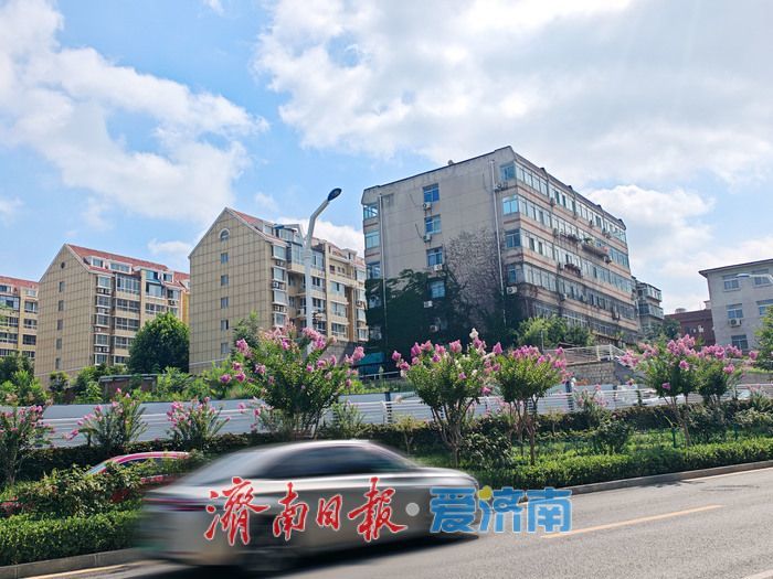 紫薇花开，邂逅夏日浪漫