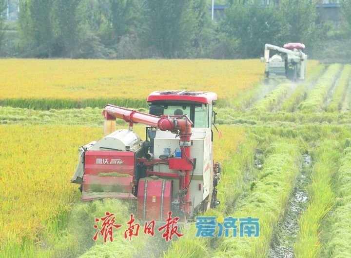 稻浪翻滚收割忙， 雨后抢收保归仓