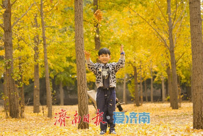 黄河南岸银杏染金 进入最佳观赏时节