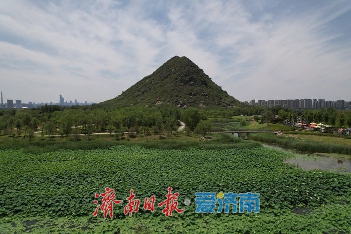 碧叶摇曳待花开