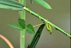 野大豆：育种专家青睐的国家二级保护野生植物