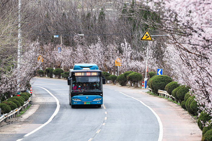 清明祭扫、踏青，这份公交出行服务指南请收好