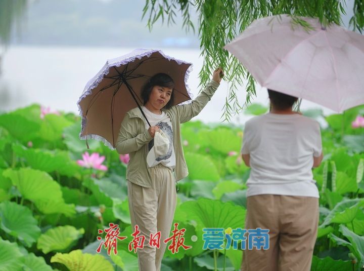 一年四季 泉在济南｜雨打荷花别样艳，泉城明湖江南韵