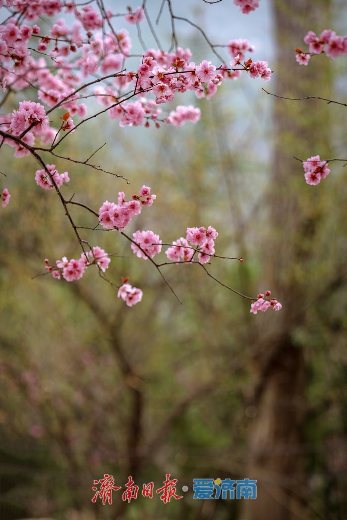 漫山粉霞醉游人！济南红叶谷梅花进入盛花期