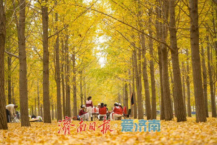 黄河南岸银杏染金 进入最佳观赏时节