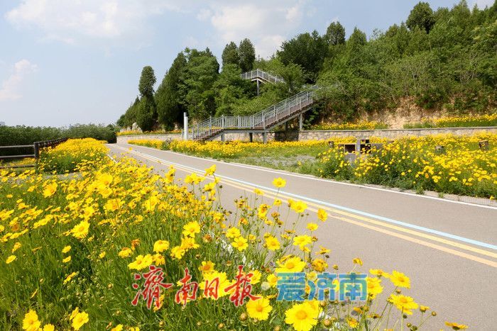 一年四季 泉在济南丨金鸡菊盛开，邂逅初夏金色浪漫