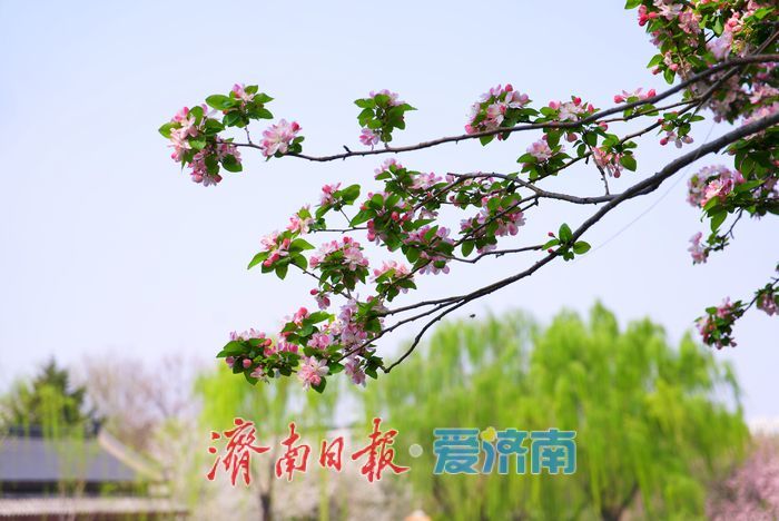一园春色 满城芳菲丨百花生辰赴春约 传承千年的 “花朝节”