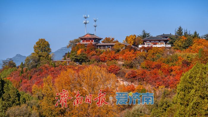 一年四季 泉在济南丨济南红叶谷：满山红遍燃秋意，层林尽染醉游人