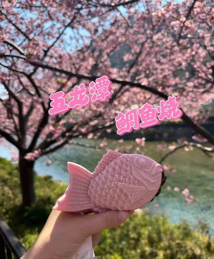 慢时光赏樱花，第二十二届五龙潭樱花节即将启幕