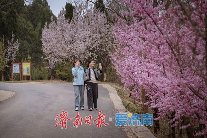漫山粉霞醉游人！济南红叶谷梅花进入盛花期