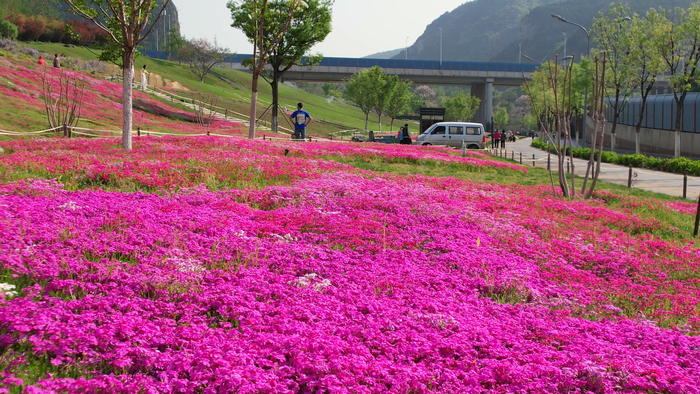 “泉”在济南过五一｜“粉色地毯”福禄考花海引市民打卡