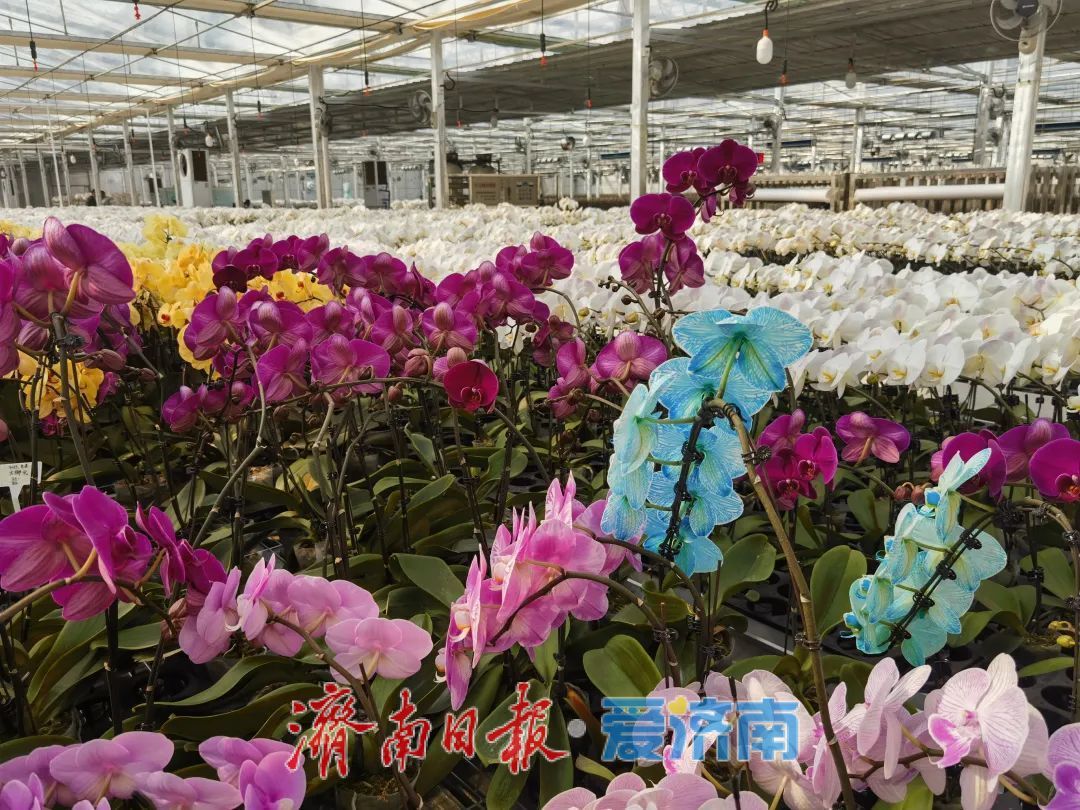 每年出口约60万支鲜切花，商河鲜花香飘海外