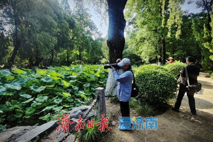 一年四季 泉在济南丨池塘荷花次第开 摄影达人竞相采风