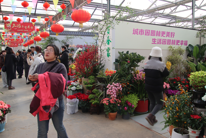 花漾齐鲁·喜迎新春 2026年宵花市盛大开幕