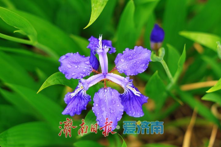 细雨润街巷 泉城雨后步步皆景