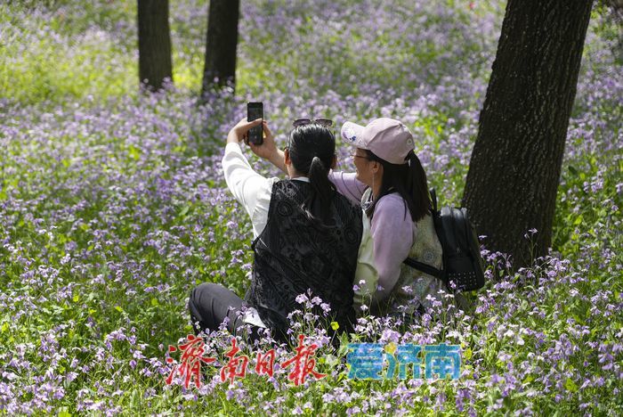 春日限定紫色浪漫！红叶谷二月兰进入最佳观赏期