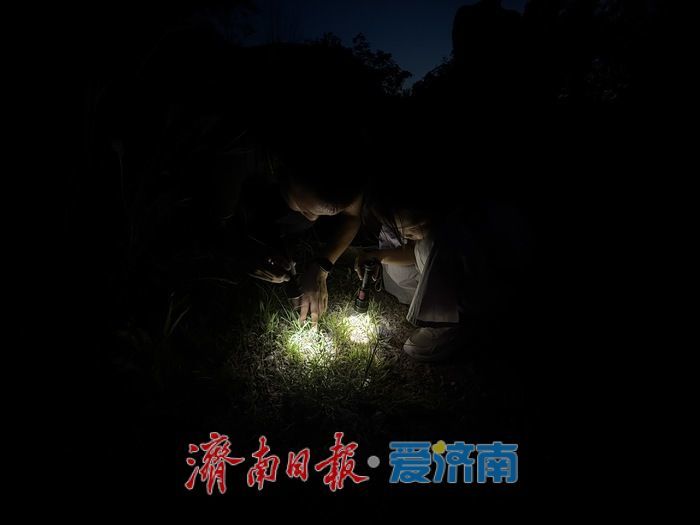 手电照见惊喜：佛慧山夜探虫趣浓，济南生态答卷更亮眼