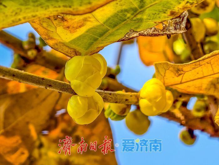 一年四季 泉在济南丨冬日“香氛”已剧透！趵突泉沧园蜡梅含苞待放