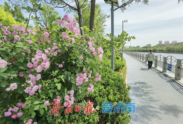 水清岸绿、城水相依，小清河畔醉春光！