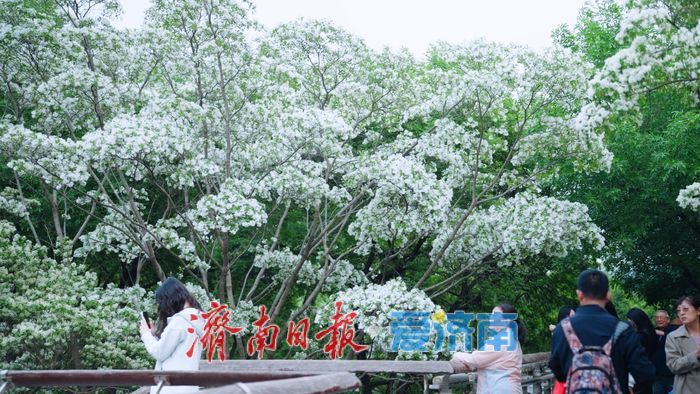 济南四月“飘雪”奇观！泉城公园流苏花海限时绽放，这份打卡指南请收好