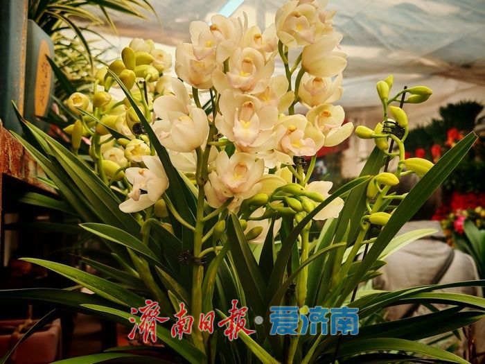 年宵花、观赏鱼销售升温 济南花鸟市场迎来节前采购“热”