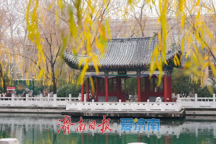 一年四季 泉在济南丨金叶映泉 珍珠泉冬日诗境惹人醉