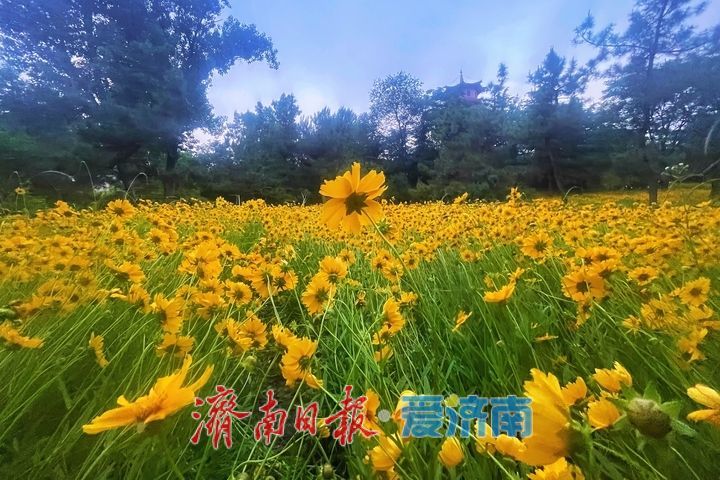 一年四季 泉在济南丨金鸡菊盛放，绘就初夏金色花海