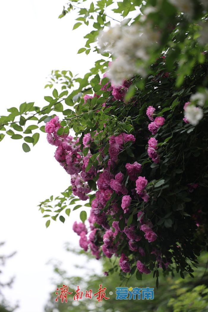 千佛山蔷薇花带扮靓登山路 “花漾”景致引游客驻足流连