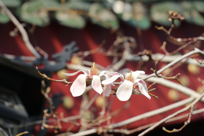 沉浸式感受济南这座城的春天