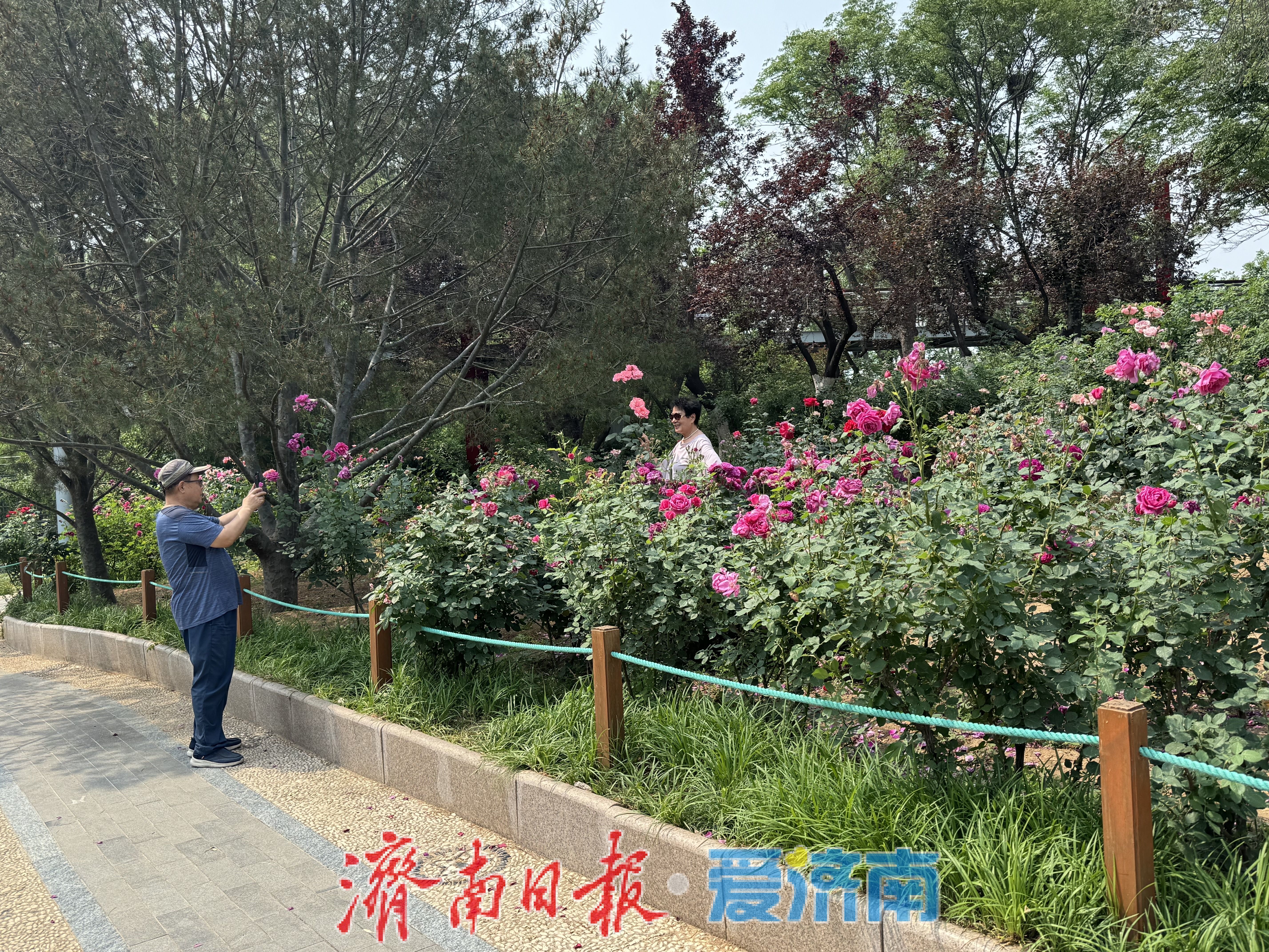 泉城公园月季园花开正艳，游客尽享浪漫花事