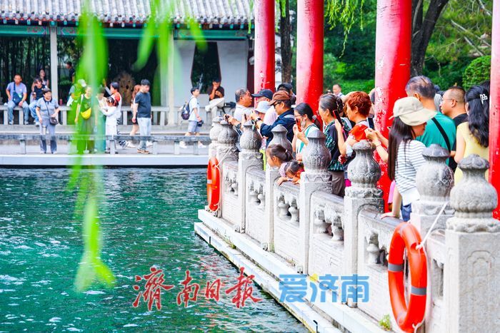 秋景如画引客来 趵突泉景区中秋假期客流平稳景致怡人