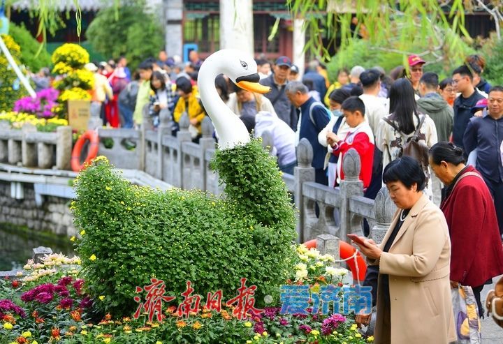 泉畔秋色菊香可待，济南市第47届趵突泉金秋菊展正式启幕