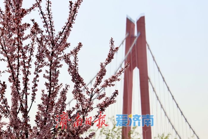 李棠织锦黄河畔 花漾绘就千里春