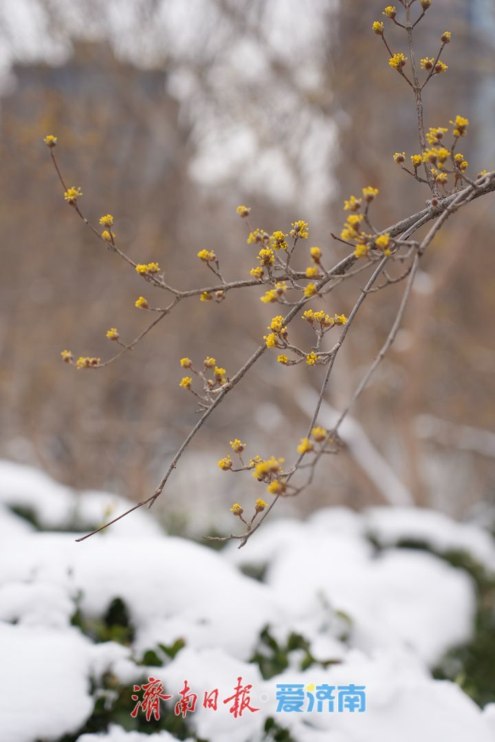 山茱萸盛放，金色“烟花”香气四溢