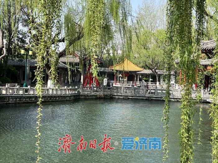 喜提三连涨！连日降雨给力，趵突泉水位逐日攀升