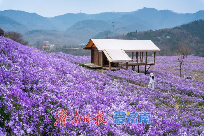 藏在济南的春日秘境！九如山繁花漫卷，解锁泉城踏青新方式