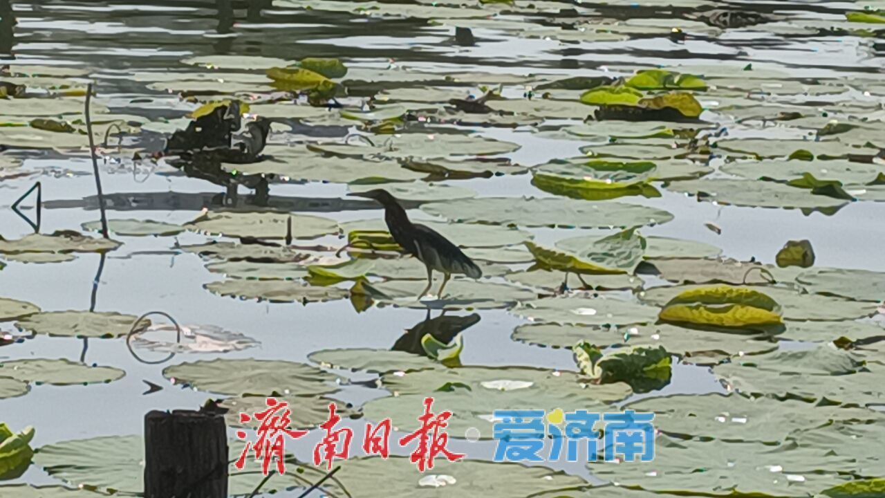 一静一动相映大明湖！苍鹭、池鹭同现绘生态画卷