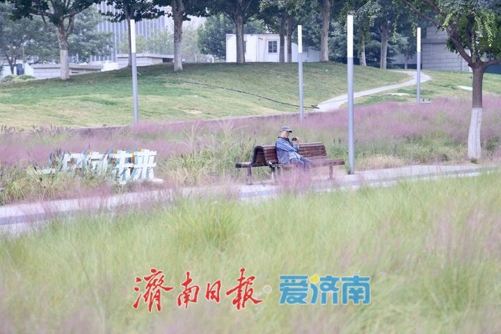 泉城人才公园粉黛进入盛花期 邂逅秋日粉色浪漫