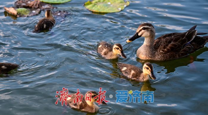 一年四季 泉在济南 