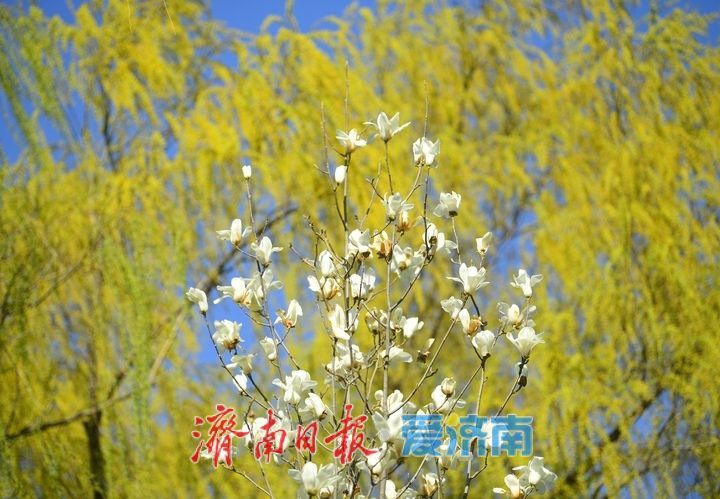 明湖春日小景多姿多彩，你动心了吗？