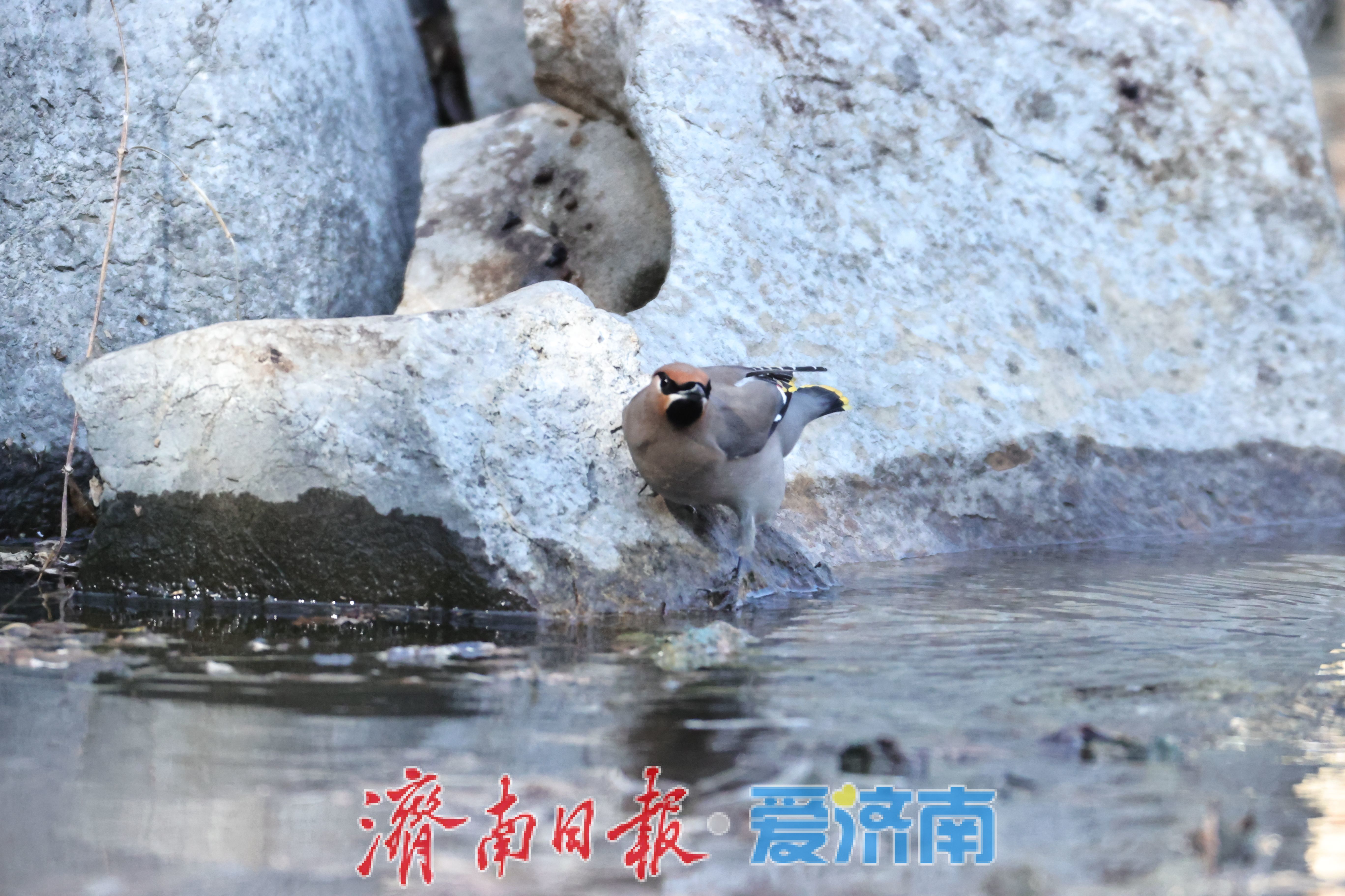 林间“十二黄”