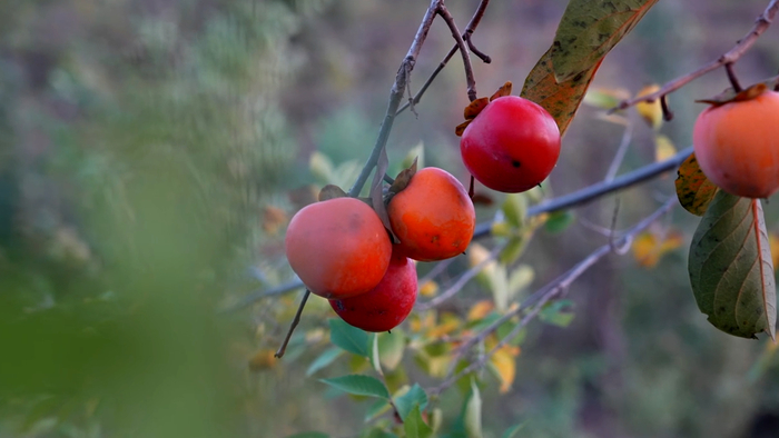 红柿如火，果实累累 点亮济南秋日画卷