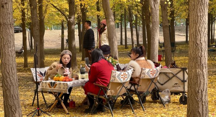 槐荫千亩银杏林“披金”又“生金”，“美丽颜值”变“振兴价值”