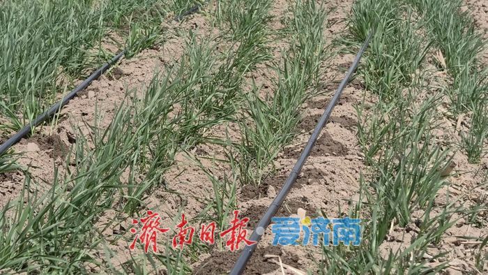 黄河北岸麦田 “滴灌解渴” 科技赋能夏粮增产