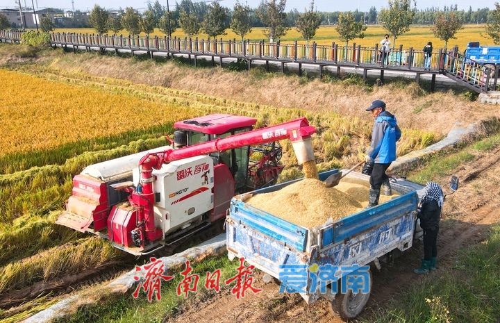 稻浪翻滚收割忙， 雨后抢收保归仓