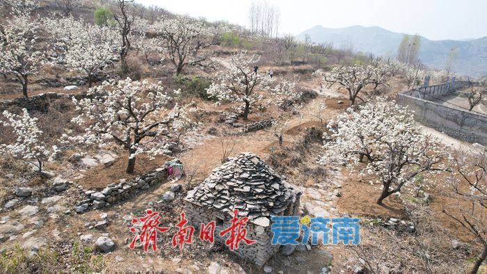 一年四季 “泉”在济南丨千亩梨花白胜雪 踏春赏花正当时